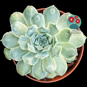 Echeveria Rosima raindrops (importación)