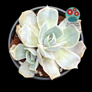 Echeveria Desert camel con hijo  (importación)