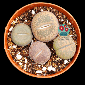 Lithops Aucampiae "rubrobrunneus"
