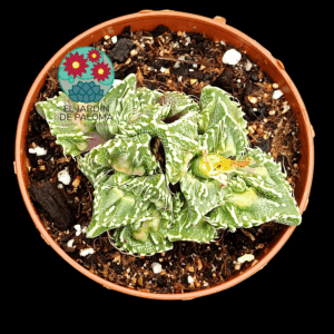 Faucaria tuberculosa "Super warty"