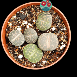 Maceta Lithops mix