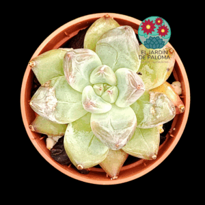 Echeveria Wedding ring (importación, maceta pequeña)