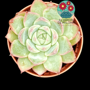 Echeveria Pink crystal (importación, maceta pequeña)