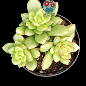 Echeveria Apple blosson (importación)