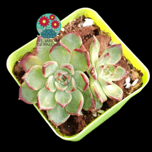Echeveria Lavendar card doble (importación)