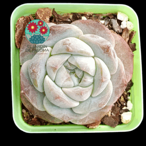 Echeveria  Ice drill (importación)