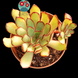 Echeveria Pulidonis "Magma Pearl'