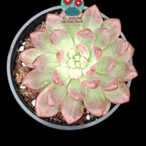 Echeveria Vienna (poca raíz)