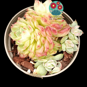 Echeveria Aquaman (importación, maceta pequeña)