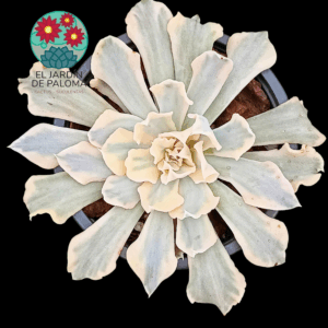 Echeveria Saffron variegata (Liberia, tiene un hijuelo)