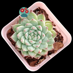 Echeveria Bai Jiji (importación)