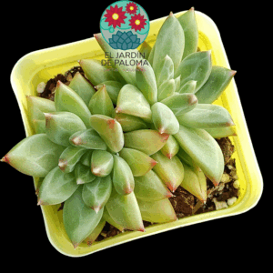 Pachyveria Dragonfly doble roseta (importación)