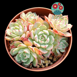 Echeveria Sitifukumiana