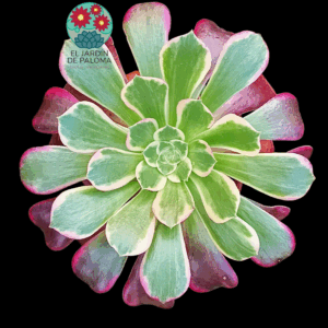 Aeonium Canary variegata (grande)