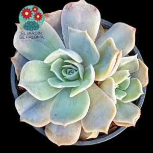 Echeveria Desert camel con hijo  (importación)