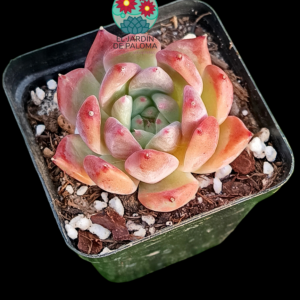 Echeveria colorata "Desert harmony"