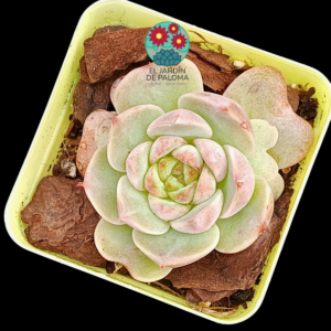 Echeveria Blood color (importación)