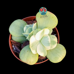 Echeveria Peach pride variegata (importación)