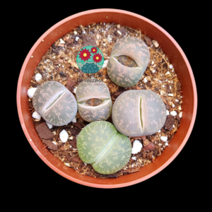 Maceta Lithops mix