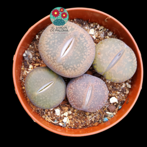 Lithops mix