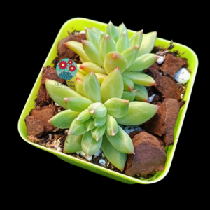 Pachyveria Dragonfly doble roseta (importación)