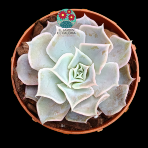 Echeveria Desert camel (importación)