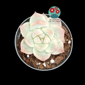 Echeveria Alba beauty (maceta pequeña)