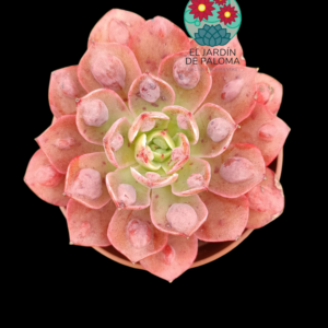 Echeveria Parva x raindrops