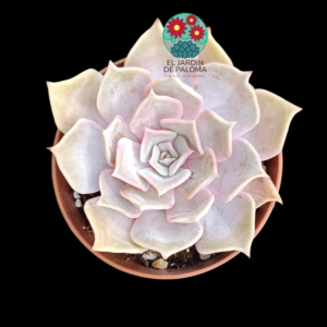Echeveria Lilacina
