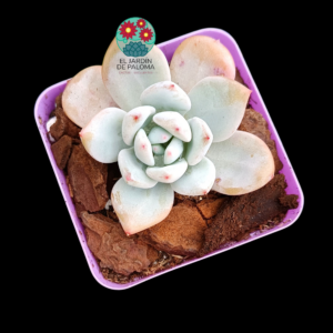 Echeveria Ice jade (importación)