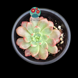 Graptoveria Vienna