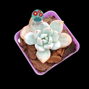 Echeveria Ice jade (importación)