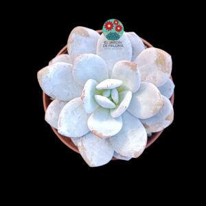 Echeveria Laui