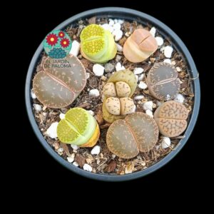 Lithops mix