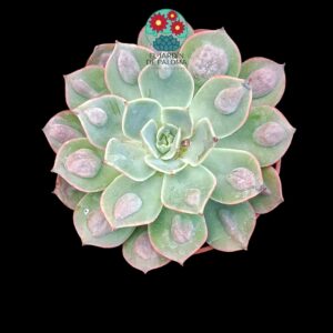 Echeveria Parva x raindrops