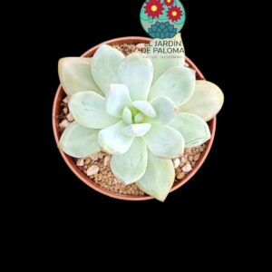 Echeveria Ice jade (importación)