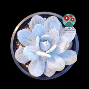 Echeveria Laui
