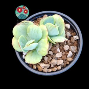 Echeveria Peach pride variegata doble roseta(importación)