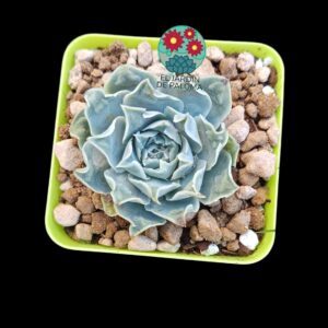 Echeveria Gilo (importación)