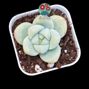 Echeveria Alba beauty (maceta pequeña)