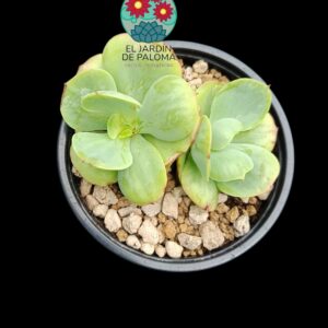 Echeveria Peach pride variegata doble roseta(importación)