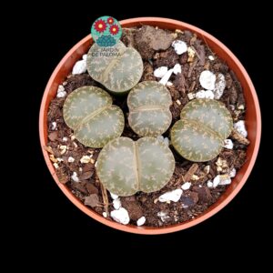 Maceta Lithops