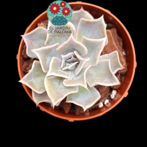 Echeveria Desert camel (importación)