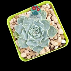 Echeveria Gilo (importación)