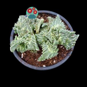 Faucaria tuberculosa "Super warty" (es grande)