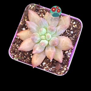 Pachyphytum "Red dragonfly"