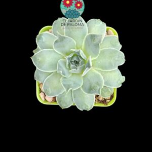 Echeveria Gilo (importación)