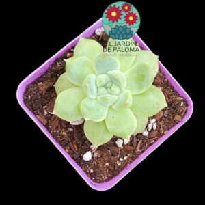 Echeveria Alba beauty