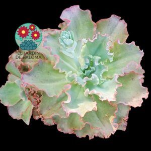 Echeveria Dorothy (tamaño XXL y lleva hijo de unos 8cm)