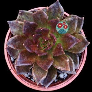 Echeveria Affinis